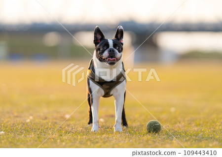 Boston Terrier 109443410