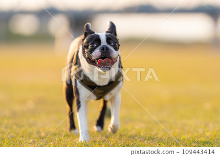 Boston Terrier 109443414
