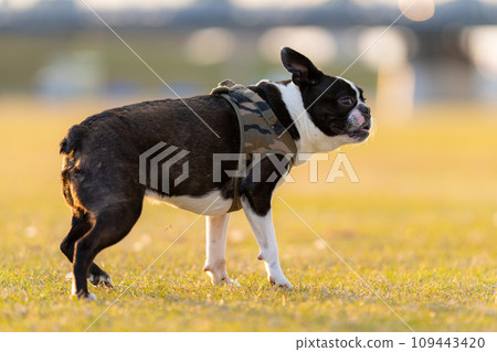 Boston Terrier 109443420