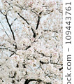 Cherry blossoms in full bloom 109443761
