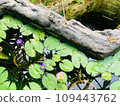 lotus leaf floating in water 109443762