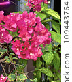 deep pink flowers 109443764