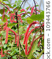 Mysterious red plant 109443766