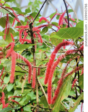 Mysterious red plant 109443766