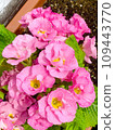 beautiful pink flowers 109443770