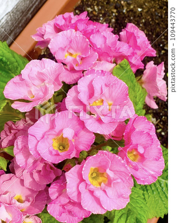beautiful pink flowers 109443770