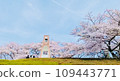 Lighthouse and cherry blossoms against the blue spring sky 109443771