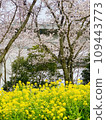 Spring scenery with cherry blossoms and rape blossoms in full bloom 109443773