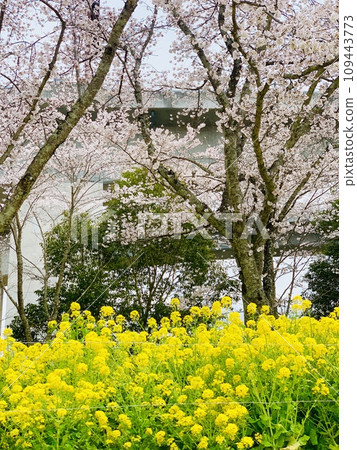 Spring scenery with cherry blossoms and rape blossoms in full bloom Spring scenery with cherry blossoms and rape blossoms in full bloom 109443773