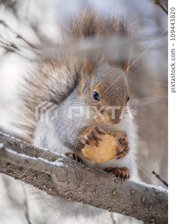 The squirrel with nut sits on tree in the winter or late autumn The squirrel with nut sits on tree in the winter or late autumn 109443820