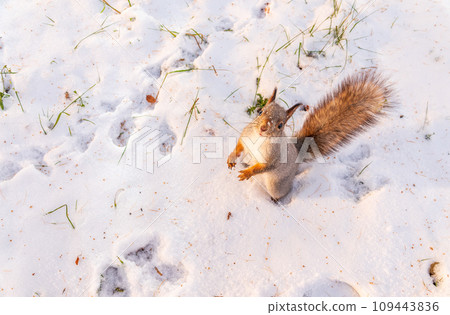 The squirrel funny standing on its hind legs on the white snow The squirrel funny standing on its hind legs on the white snow 109443836