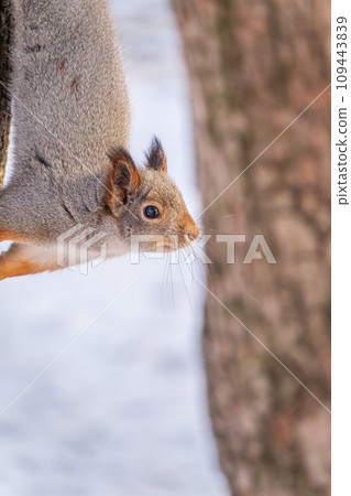 A squirrel sits upside down on a tree in winter and eats a nut A squirrel sits upside down on a tree in winter and eats a nut 109443839