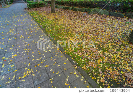 栃木縣真岡市井頭公園的秋景 109443904