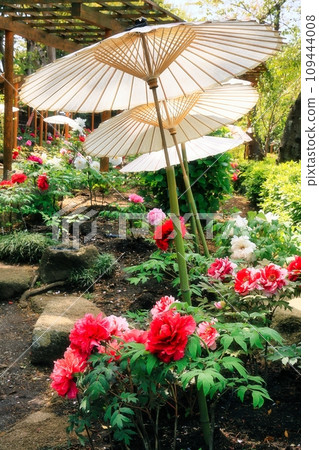 spring peony garden spring peony garden 109444008