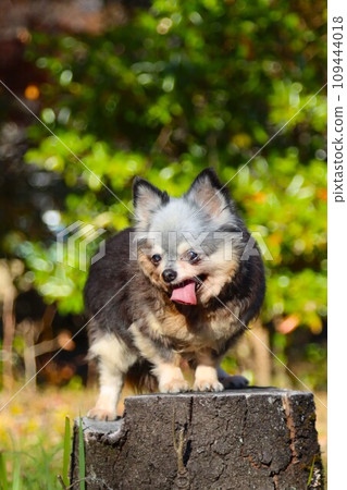 Mu-chan, a Chihuahua girl, looks cute while riding on a stump in the forest of Moroyama Town General Park ♡ 109444018