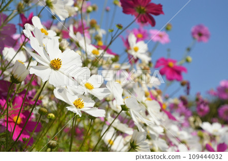 Cosmos field scenery Cosmos field scenery 109444032