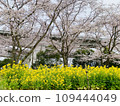 A spring park filled with cherry blossoms and rape blossoms 109444049