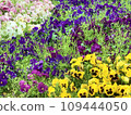 Multicolored pansies 109444050