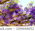 A landscape with wisteria's flowers 109444052