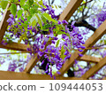purple flowers are blooming 109444053