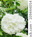 Pure white hydrangea 109444054