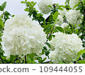 Pure white hydrangea 109444055