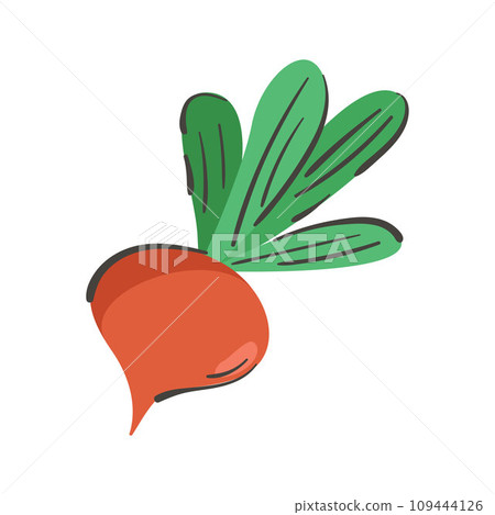 Hand drawn radish isolated on a white background. Vector illustration. Colorful and minimalistic 109444126