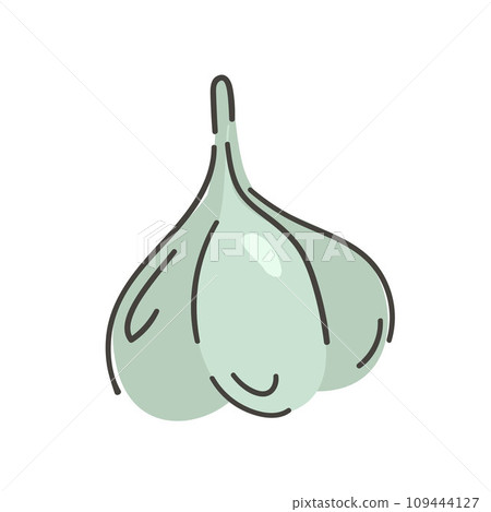 Hand drawn garlic isolated on a white background. Vector illustration. Colorful and minimalistic 109444127