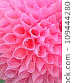 Dahlia 109444280