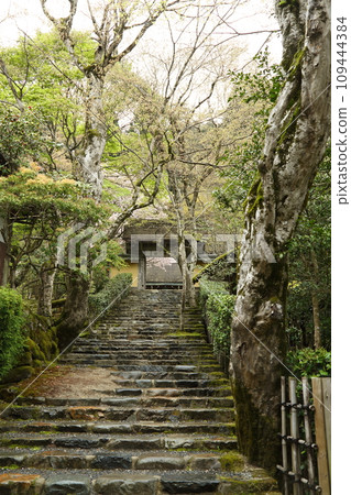 Cherry blossoms at Wakkoin Cherry blossoms at Wakkoin 109444384