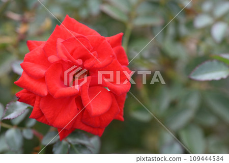Rose (Tubergenfeh 09) 109444584