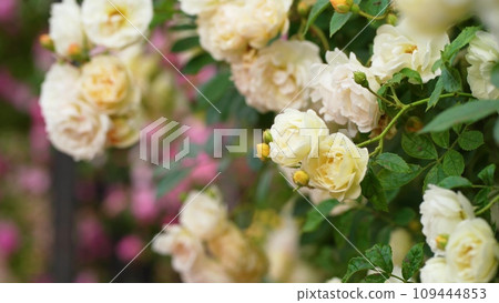 Blooming white roses bush in morning garden. Fresh white flowers blossom in green leaves. natural white roses buds swaying in spring wind in sun light. beautiful fragrant backdrop 109444853