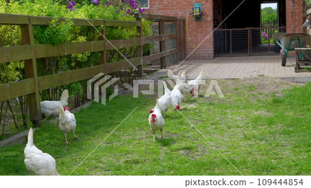 chickens in a private backyard. Raising chickens on a private farm. Content chickens in a chicken coop for the production of eggs and meat. 109444854