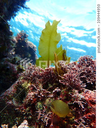 Wakame sprouts 109444950