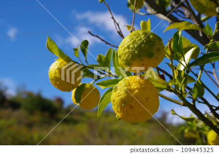 Yuzu tree Yuzu fruit Yuzu Yuzu 109445325