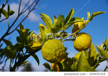 Yuzu tree Yuzu fruit Yuzu Yuzu Yuzu tree Yuzu fruit Yuzu Yuzu 109445326