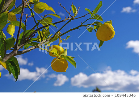 Yuzu tree Yuzu fruit Yuzu Yuzu Yuzu tree Yuzu fruit Yuzu Yuzu 109445346