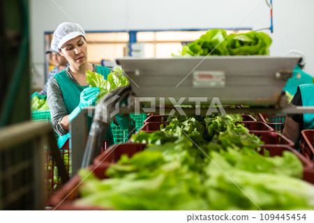 Female factory worker sorting lettuce 109445454
