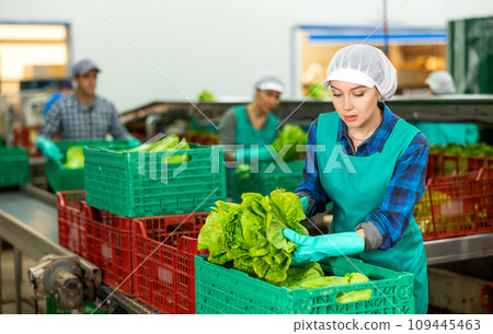 Woman filling crates with lettuce in vegetable factory Woman filling crates with lettuce in vegetable factory 109445463
