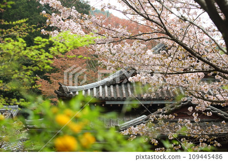 Cherry blossoms at Wakkoin 109445486