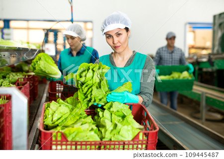 Woman in apron sorting fresh green lettuce in factory 109445487