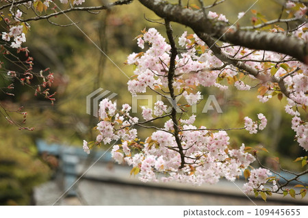 Cherry blossoms at Wakkoin Cherry blossoms at Wakkoin 109445655