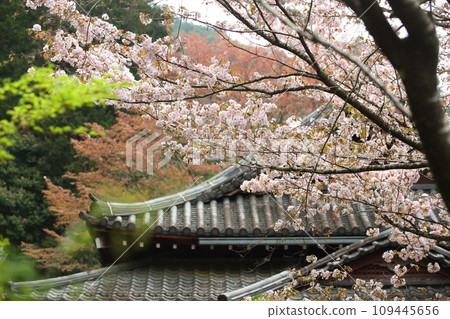 Sakura at Jakkoin Temple Sakura at Jakkoin Temple 109445656