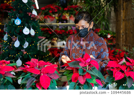 Latin American woman in a mask chooses Poinsettias pulcherrima flowers Latin American woman in a mask chooses Poinsettias pulcherrima flowers 109445686