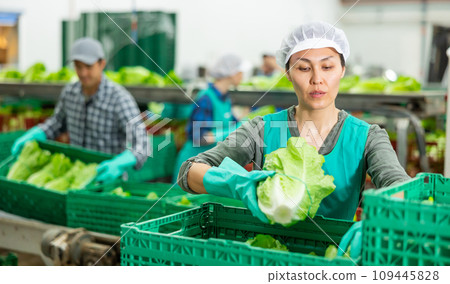 Woman filling crates with lettuce in vegetable factory 109445828