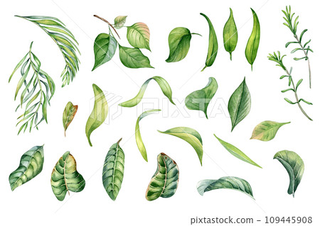 Set of watercolor leaves isolated on white background. Botanical art various leaves hand drawn. Palm, fruit tree leaf painted . Green plants. For design wedding invitation, save the date, greeting 109445908