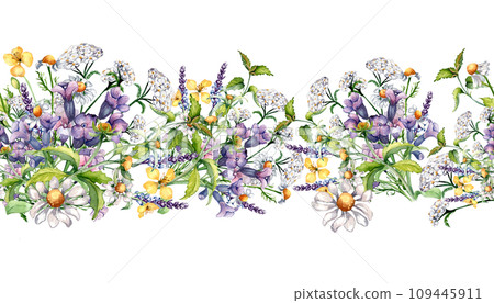 Seamless border of chamomile, nettle, lungwort, chelidonium watercolor illustration isolated on white background. Purple, yellow medicinal flower hand drawn. Design for label, package, wrapping 109445911