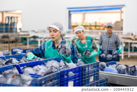 Woman filling plastic crates with fresh red cabbage in factory 109445912
