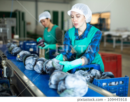 Team of female workers sorting red cabbage on the conveyor of a vegetable processing factory 109445918