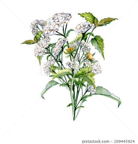 Achillea millefolium, nettle, beggarticks watercolor illustration isolated on white background. Medicinal flowers painted. Useful herbs, medicinal plants hand drawn. Design for label, package, card 109445924
